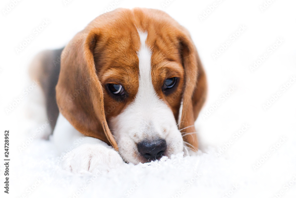 Cute beagle puppy