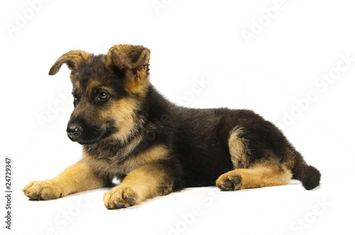 german shepard dog