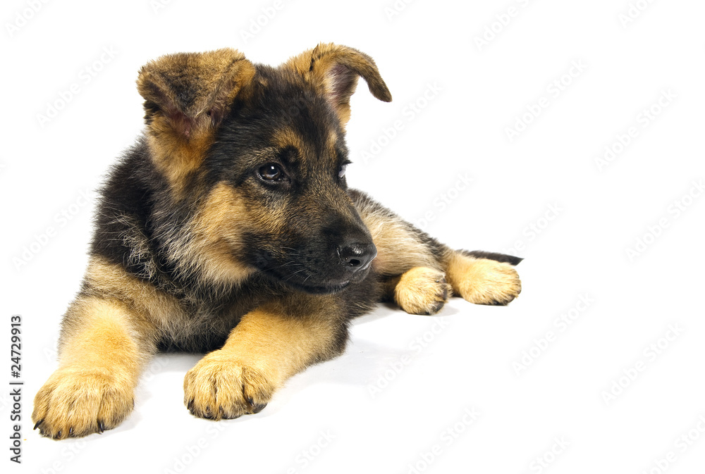 german shepard dog german shepard dog