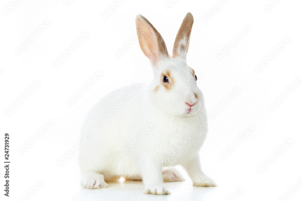 Obraz premium Fluffy rabbit