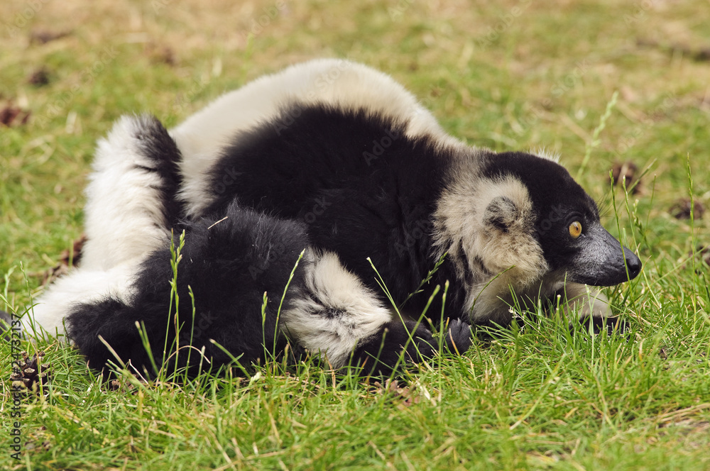 Lemur