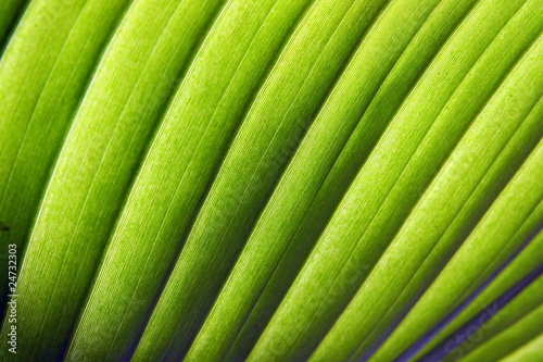 Feuille  de bananier photo