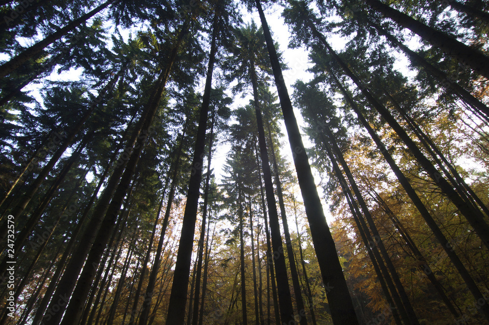 Fototapeta premium forest