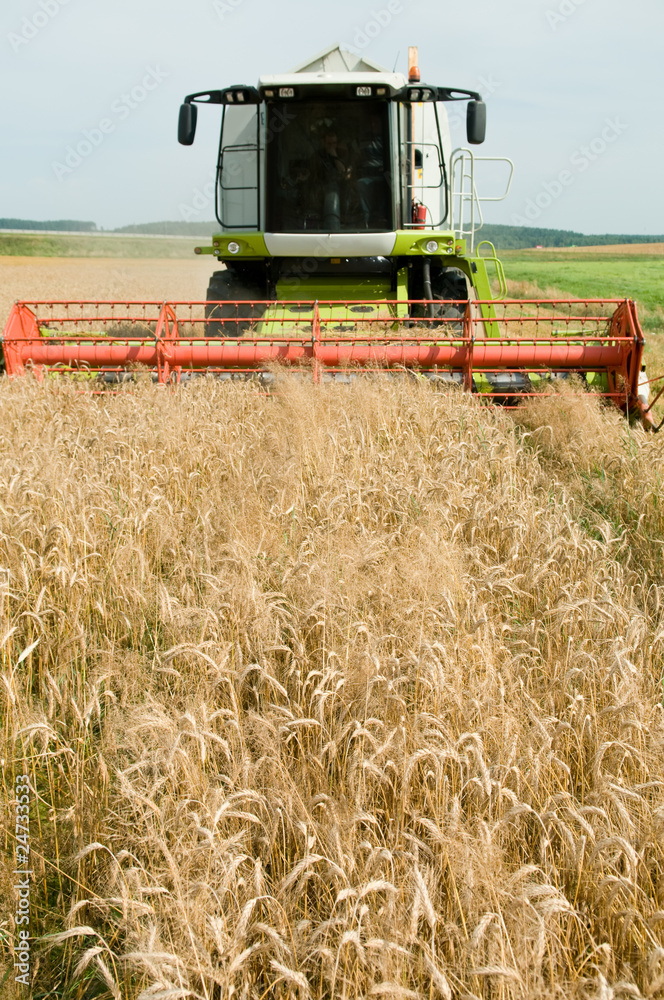 Fototapeta premium harvesting combine in the wheat field