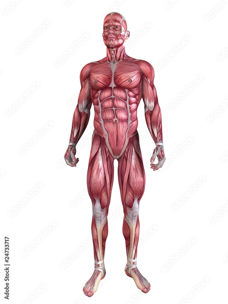 Muskelsystem - Mann