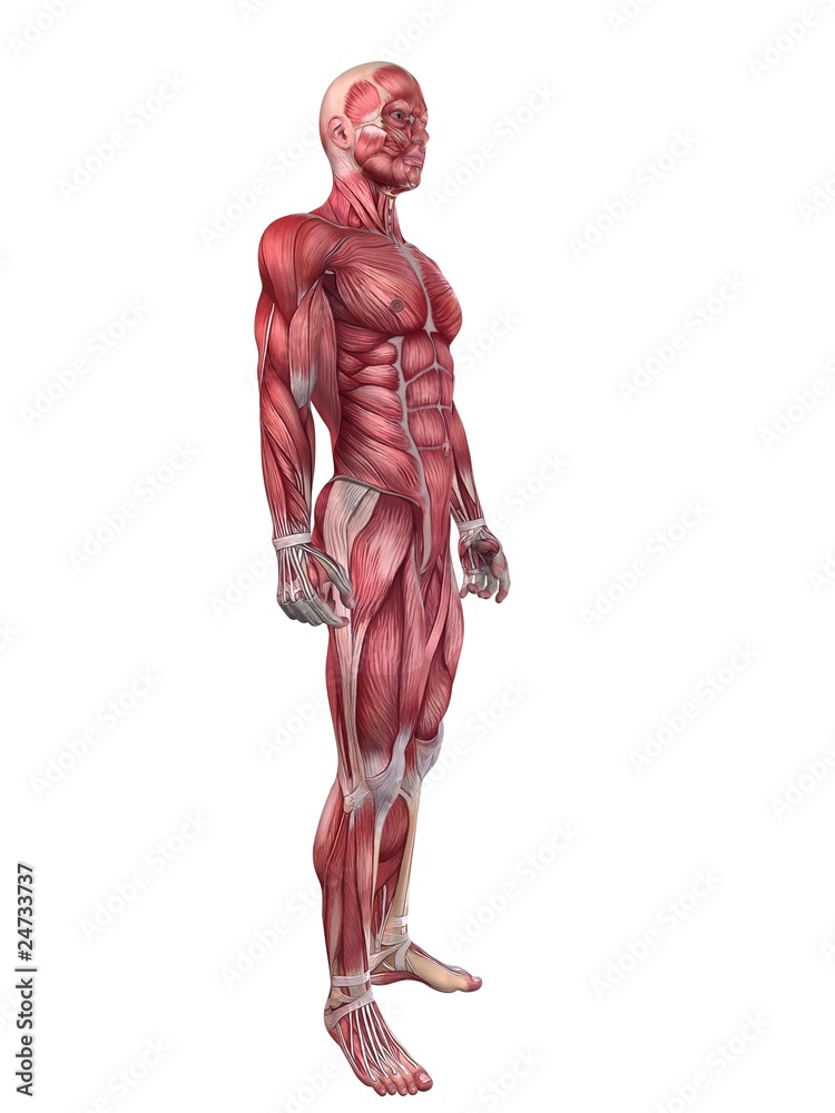 Fototapeta premium Muskelaufbau - Anatomie