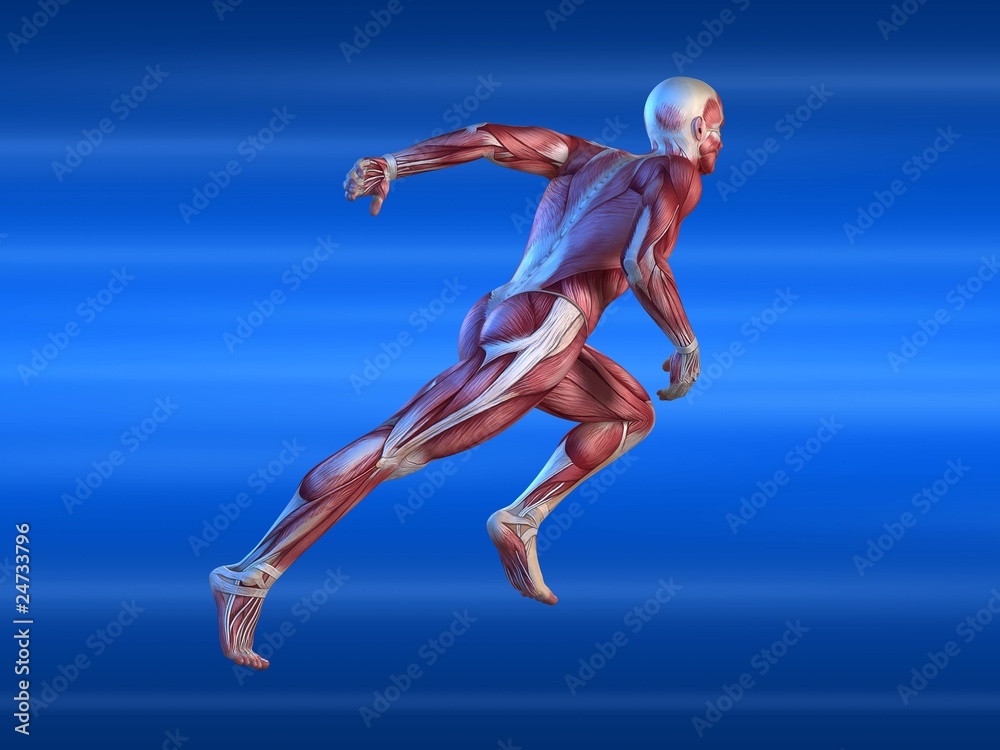 männliche Muskelsystem beim Sprint