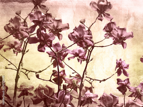 Obraz Artystyczne tło z magnolią