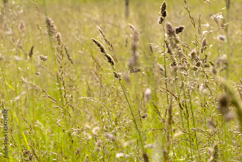 Long grass meadow close-up