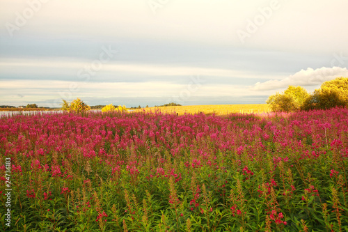 Beautiful meadow of wildflowers