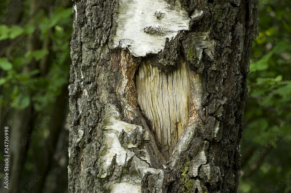 Naklejka premium cuore inciso nel tronco di un albero