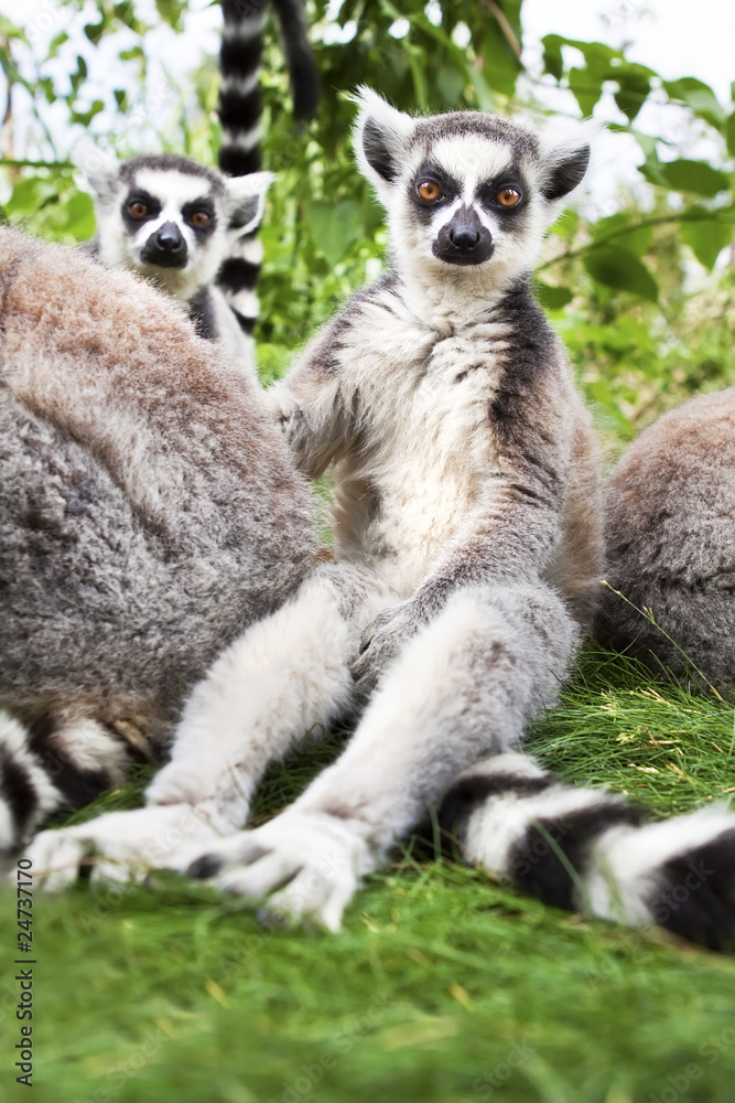 Obraz premium Lemur gang sat watching.