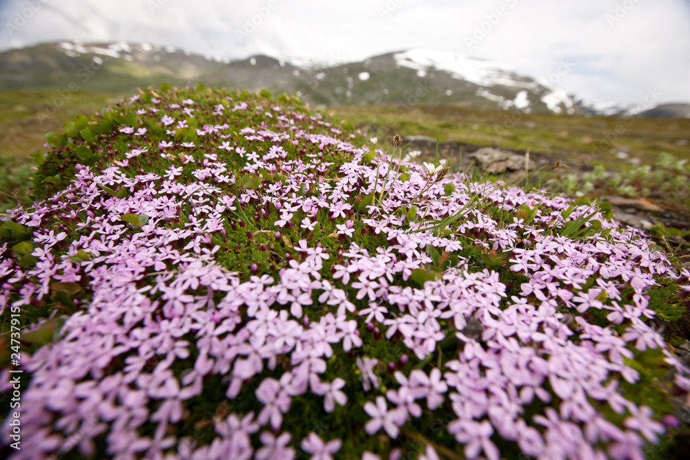 Obraz premium Pink mountain flowers
