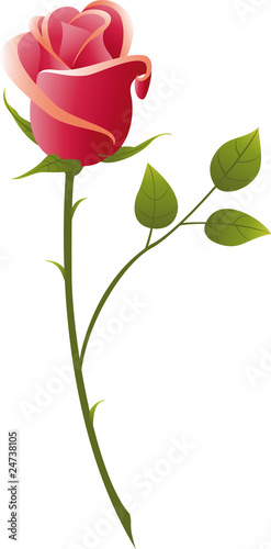 rose