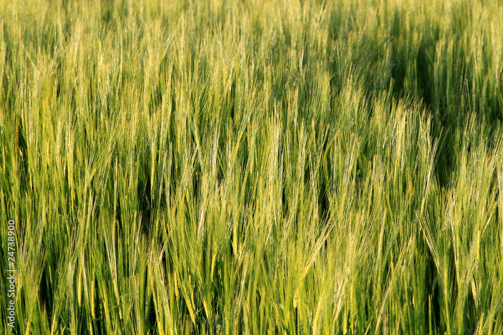Goldene Ernte - Gerstenfeld im Sonnenlicht - Textur Goldene Ernte - Gerstenfeld im Sonnenlicht - Textur