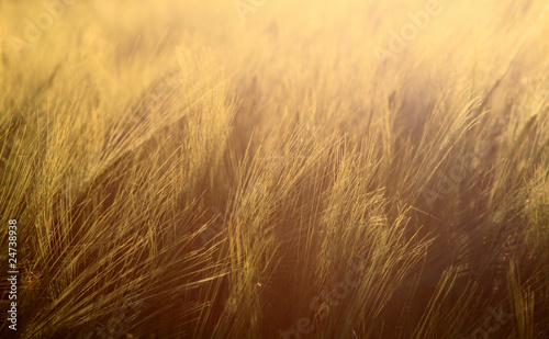 Goldene Ernte - Gerstenfeld im Sonnenlicht