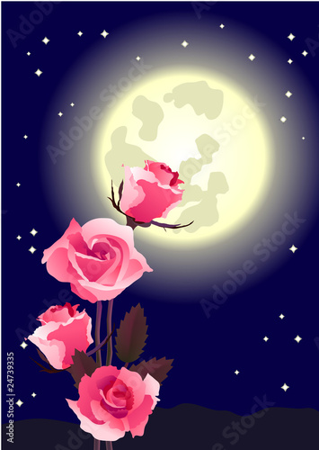 Fotografie, Obraz Bunch of roses at midnight