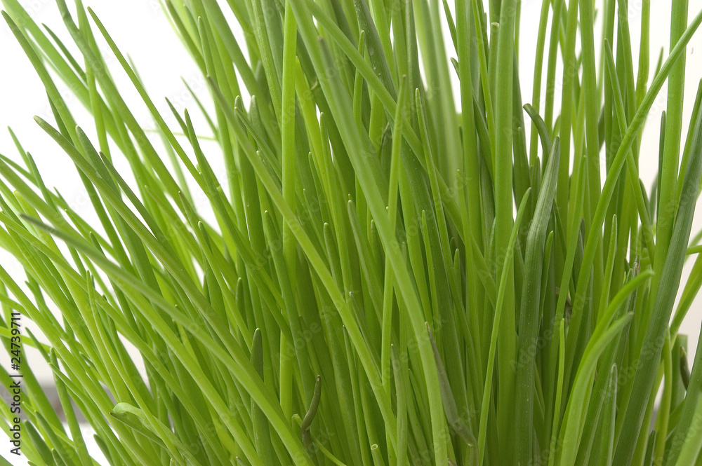 Naklejka premium Schnittlauch