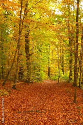 Herbstwald © Kanusommer