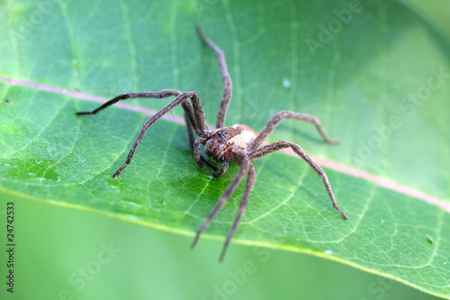 Nursery-web Spider - Pisauridae