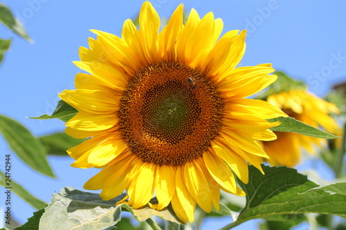 Flower of sunflower on which bee sit