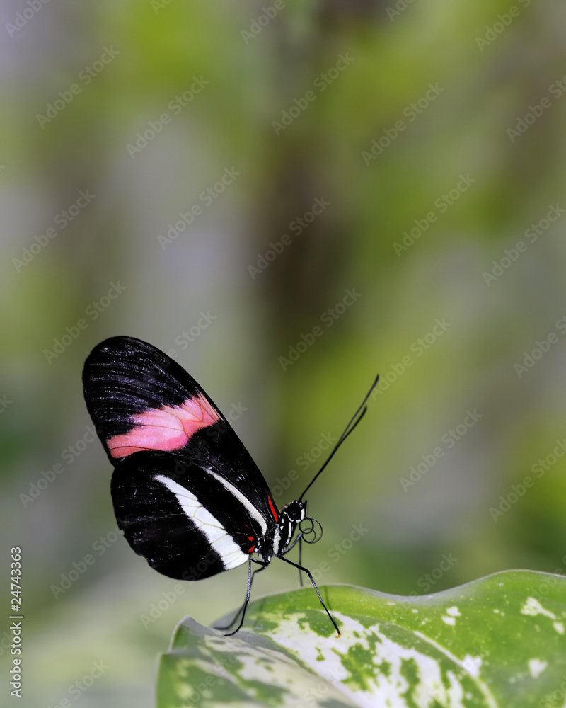 Fototapeta premium Passionsfalter