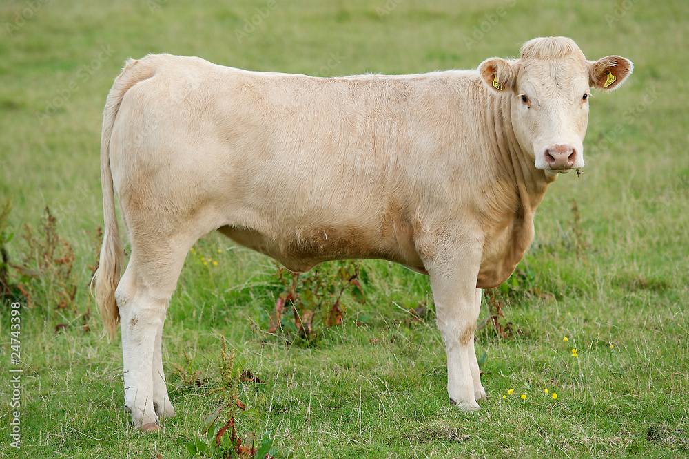 calf calf