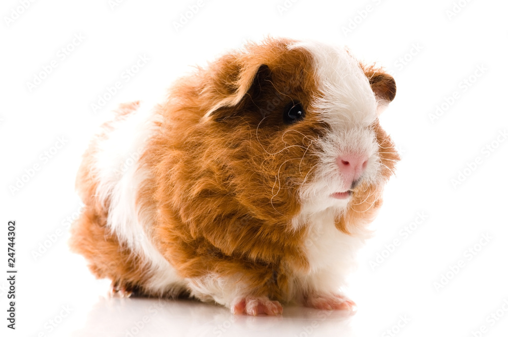 baby guinea pig. texel baby guinea pig. texel