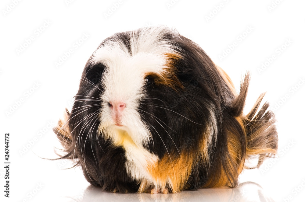guinea pig isolated on the white background. coronet guinea pig isolated on the white background. coronet