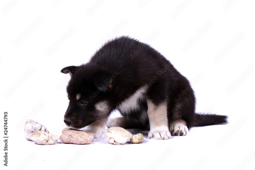 Fototapeta premium Laika Welpe schnuppert an Steine