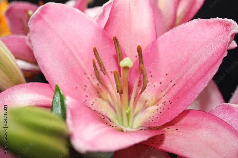 Цветок розовой лилии крупным планом, фон