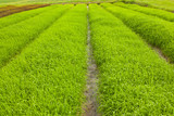 Rows of Rice Field