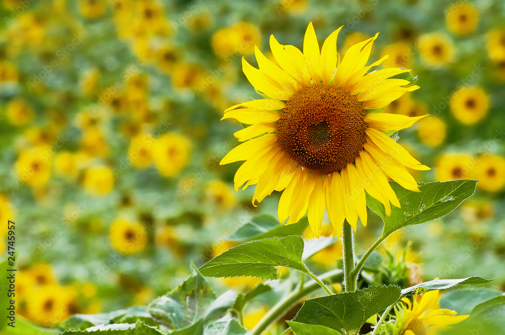 Sunflowers on a bright sunny summer day Sunflowers on a bright sunny summer day