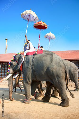 Canvas Print Gold caparisoned elephants in parade