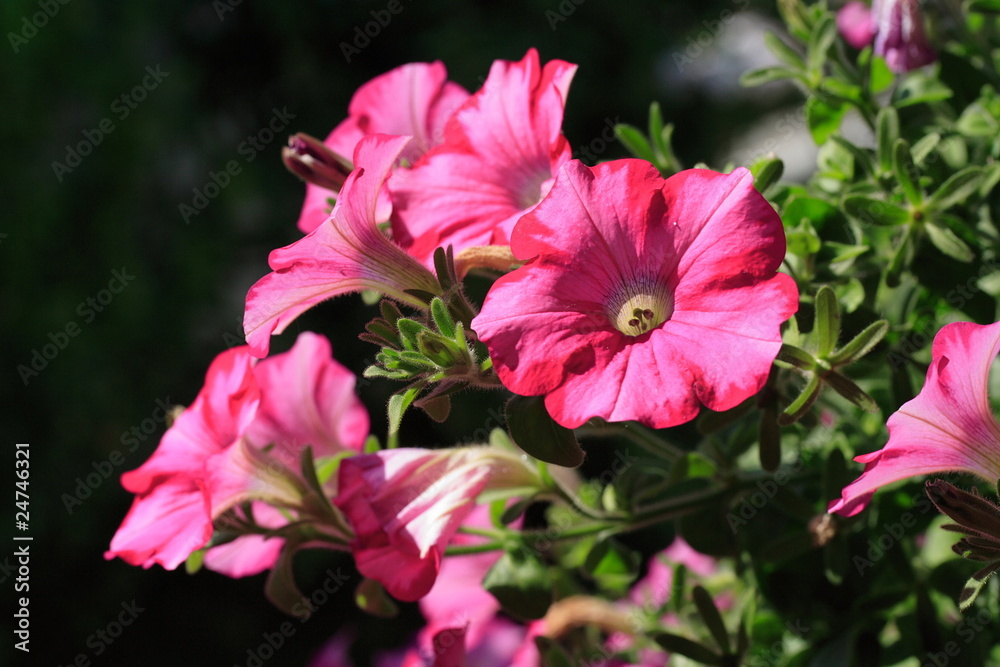 Petunia Petunia