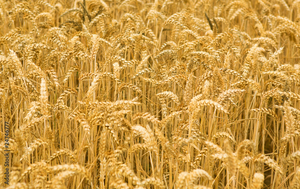 Ripe golden wheat spikes Ripe golden wheat spikes