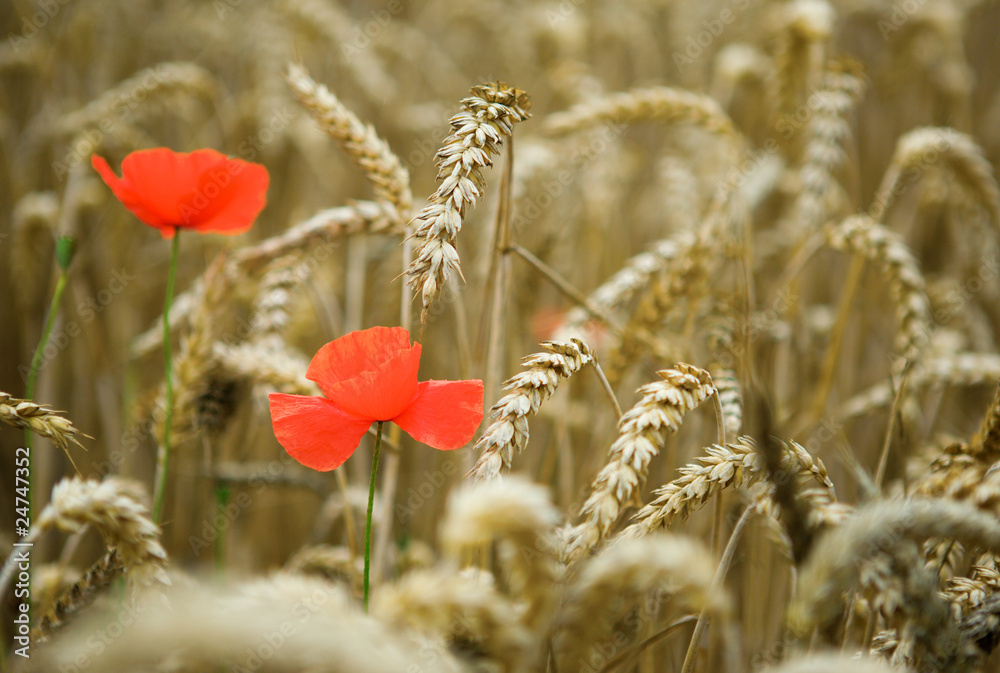 Naklejka premium Wheat spikes and beautiful blossoming poppies