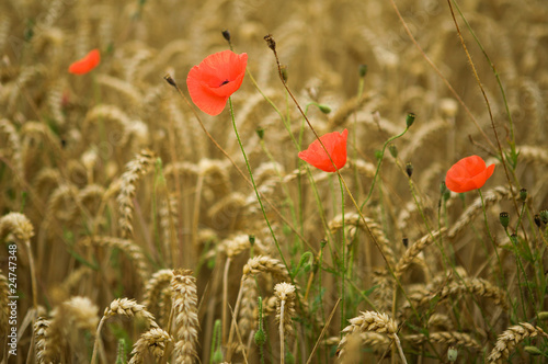 Wheat spikes and beautiful blossoming poppies