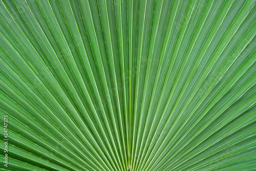 palm leaf