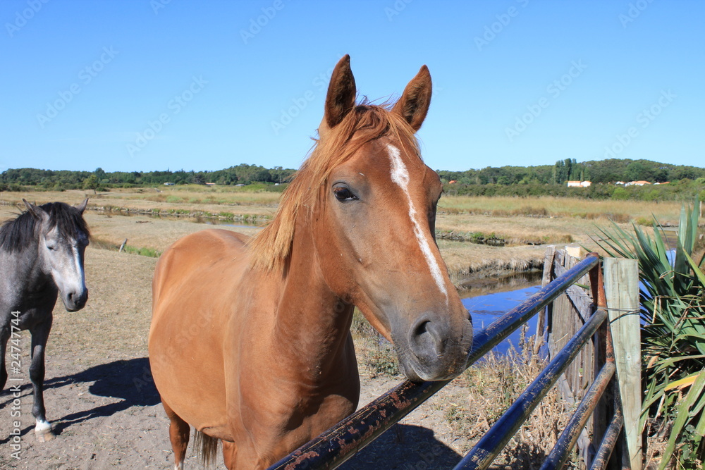 Naklejka premium Chevaux dans le marais