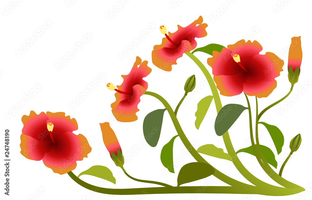 Hibiscus