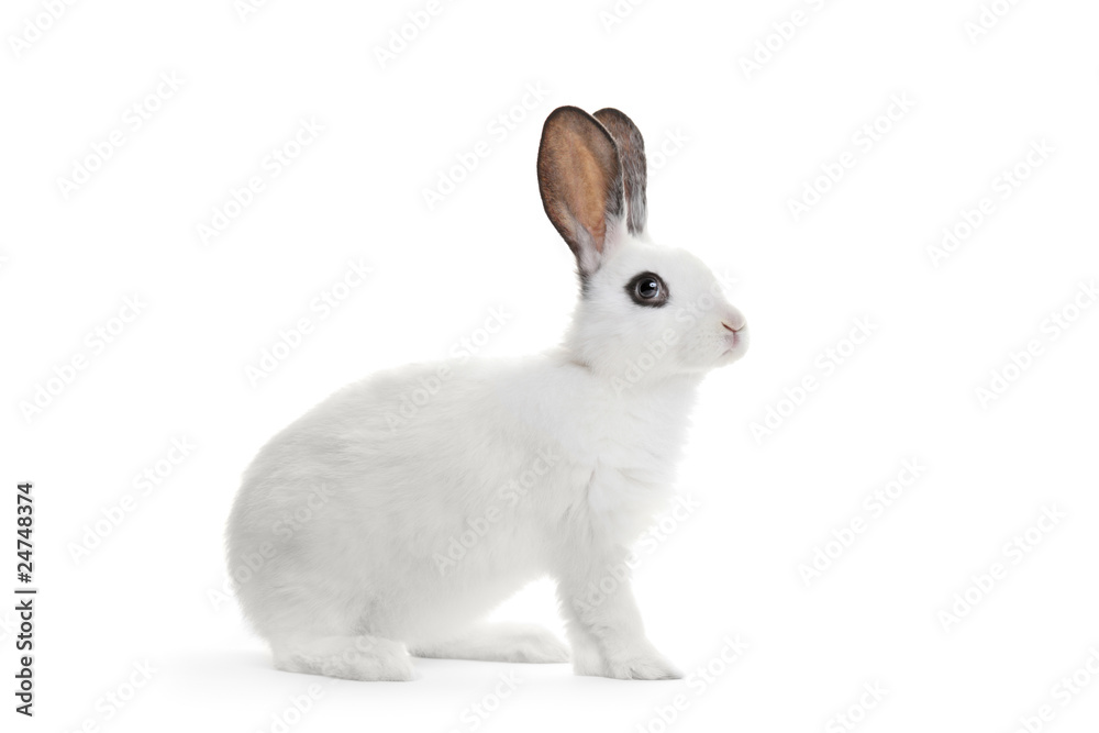 Fototapeta premium A white rabbit isolated on white background