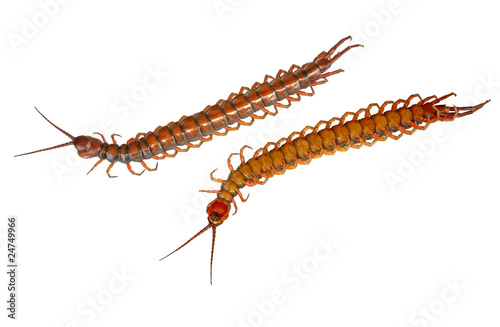 Anterior and posterior views of a brown centipede.