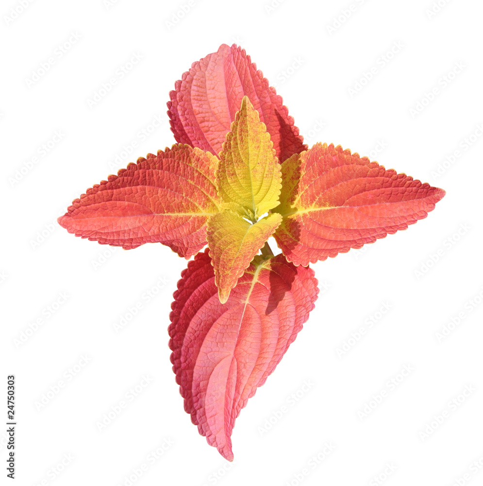 Young Coleus leaf isolated on white - path included