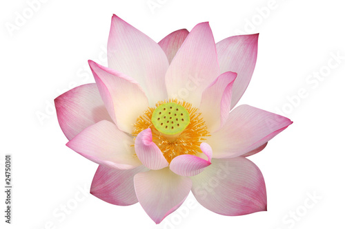 lotus flower - path included