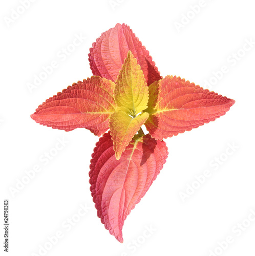 Obraz na płótnie Young Coleus leaf isolated on white - path included w salonie