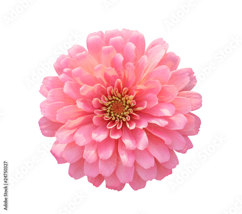 Tableau sur toile Dahlia isolated on white - path included
