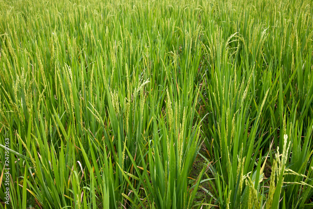 Rice Rice