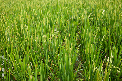 Foto Rice