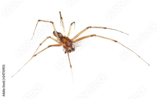 Long-legged spider isolated on white background.